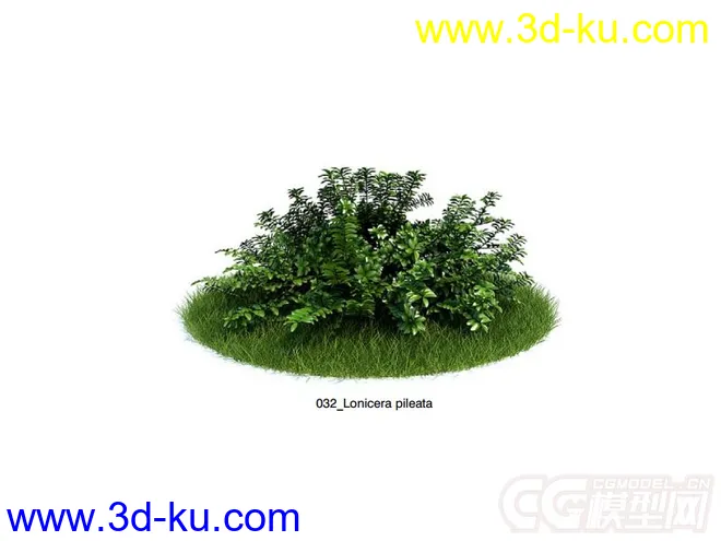 Lonicera pileata常绿或半常绿灌木模型的图片1