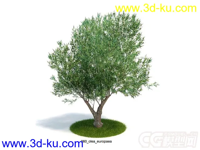 olea_europaea 橄榄树模型的图片1