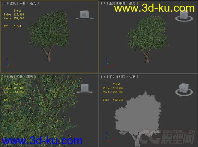 olea_europaea 橄榄树模型的图片2