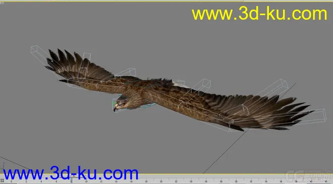 老鹰--- 写实逼真带各种动作模型的图片6