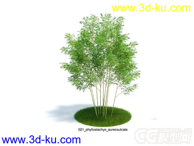 phyllostachys aureosulcata黄槽竹模型的图片1