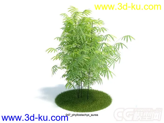 phyllostachys_aurea石绿竹模型的图片1