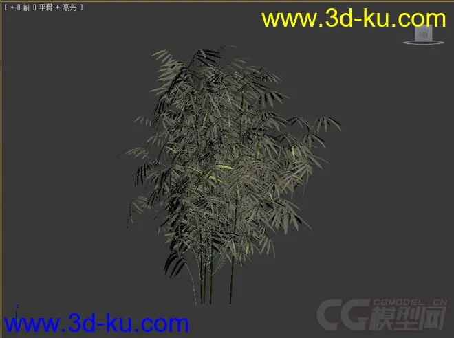 phyllostachys_aurea石绿竹模型的图片3