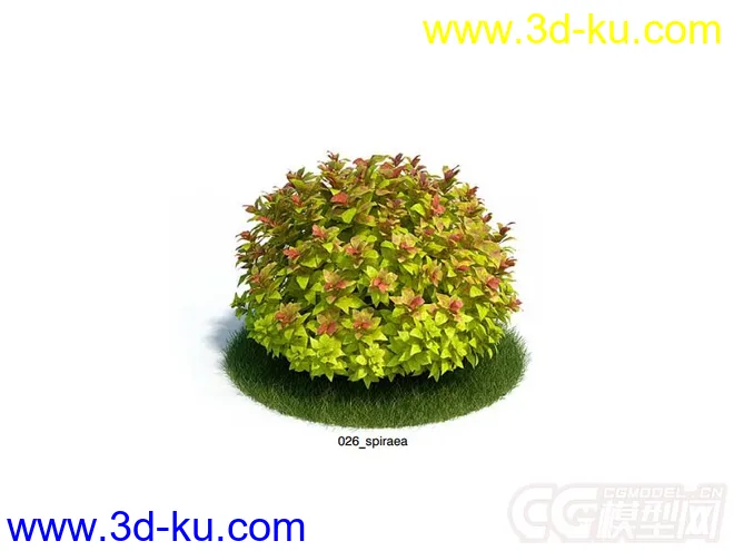 spiraea绣线菊模型的图片1