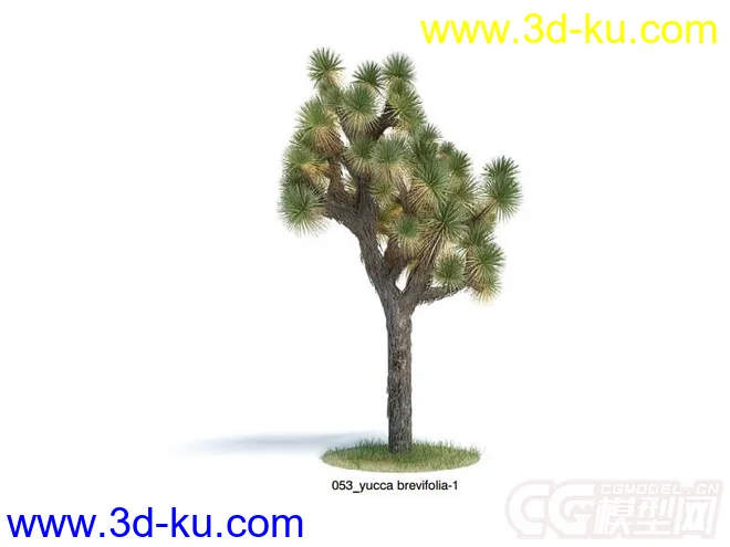 yucca brevifolia约书亚树模型的图片1