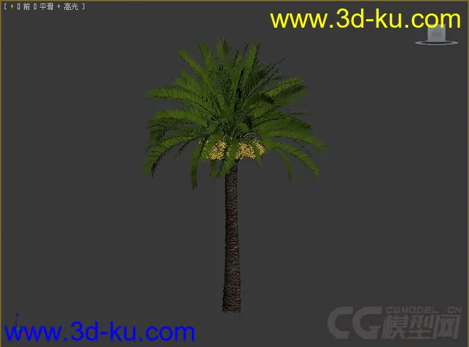 海枣;枣椰树模型的图片2