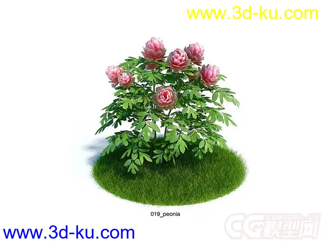 加利福尼亚芍药peonia花模型的图片2