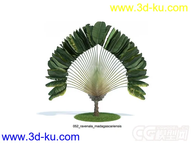 扇芭蕉 旅人树 孔雀树模型的图片1