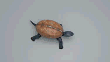 一只乌龟模型的图片2