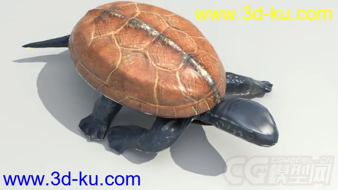 一只乌龟模型的图片3