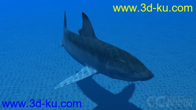 影视动画系列大白鲨模型的图片2