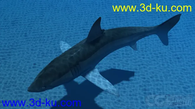 影视动画系列大白鲨模型的图片3