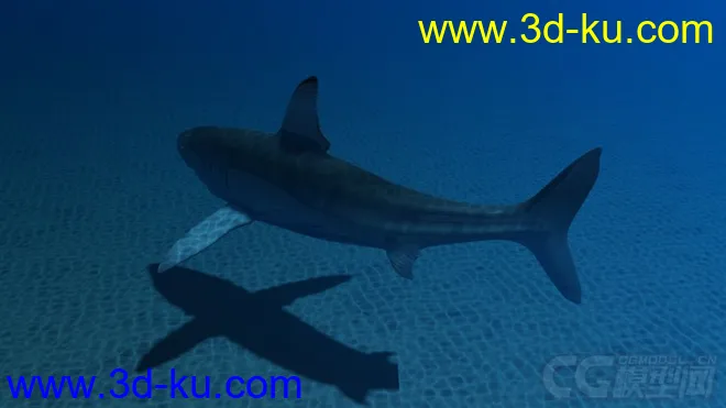 影视动画系列大白鲨模型的图片5