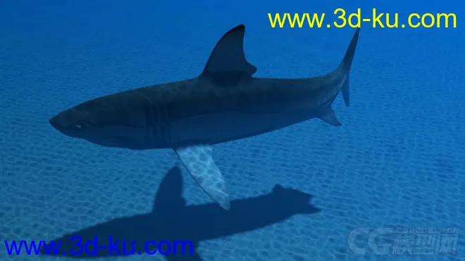 影视动画系列大白鲨模型的图片7