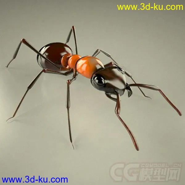 红林蚁、蚂蚁模型的图片1