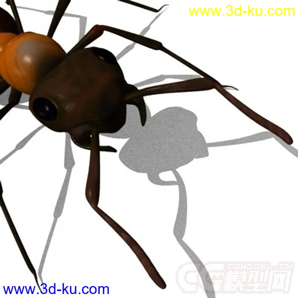 红林蚁、蚂蚁模型的图片2