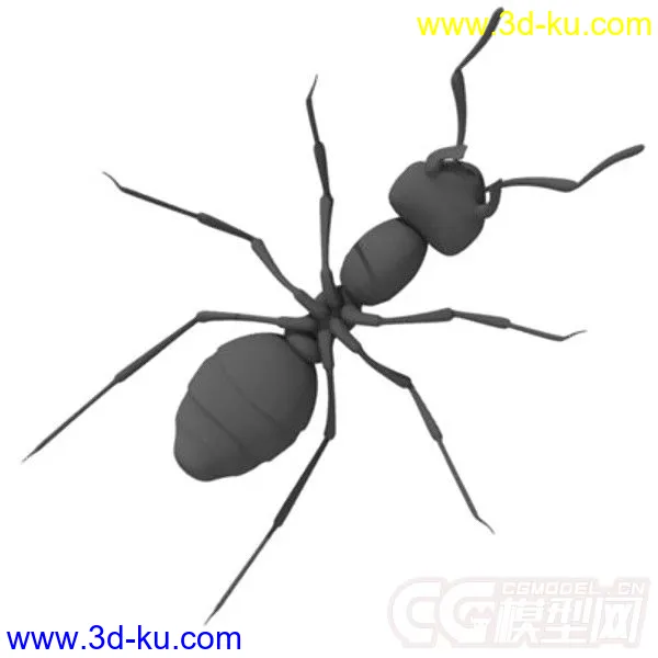 红林蚁、蚂蚁模型的图片4