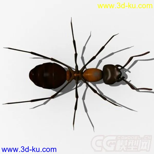 红林蚁、蚂蚁模型的图片5