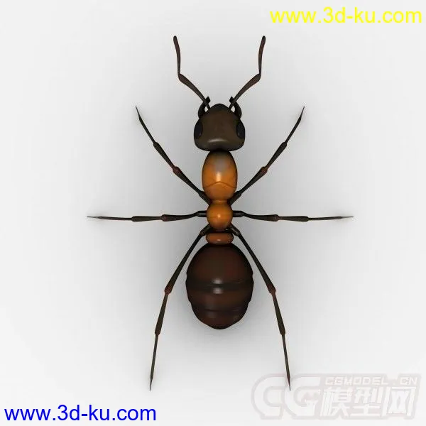 红林蚁、蚂蚁模型的图片9