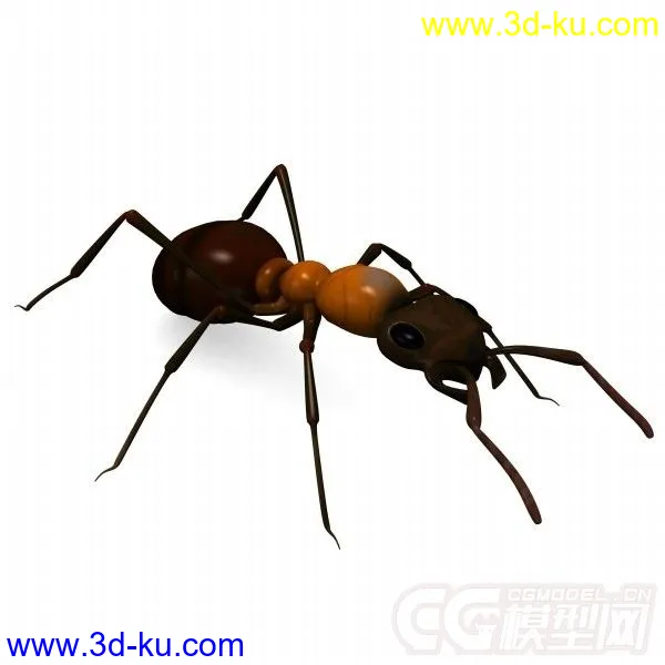 红林蚁、蚂蚁模型的图片10