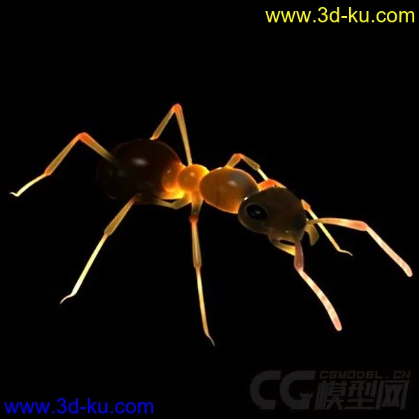 红林蚁、蚂蚁模型的图片11
