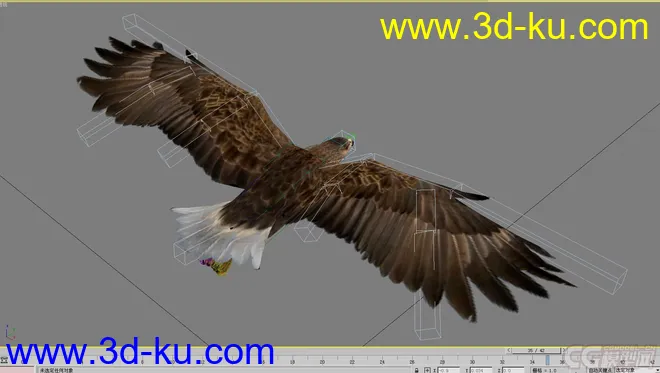 老鹰--- 写实逼真带各种动作模型的图片7