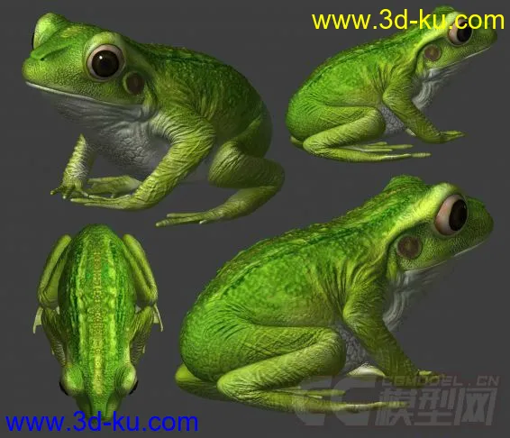 一只青蛙仔~模型的图片2