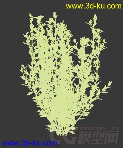 枝繁叶茂长着花苞的裂叶罂粟模型的图片2