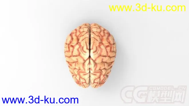 人脑模型的图片3