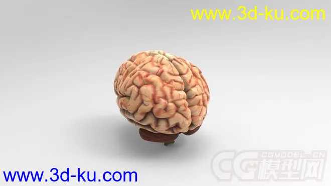 人脑模型的图片4