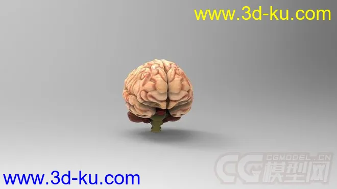 人脑模型的图片5