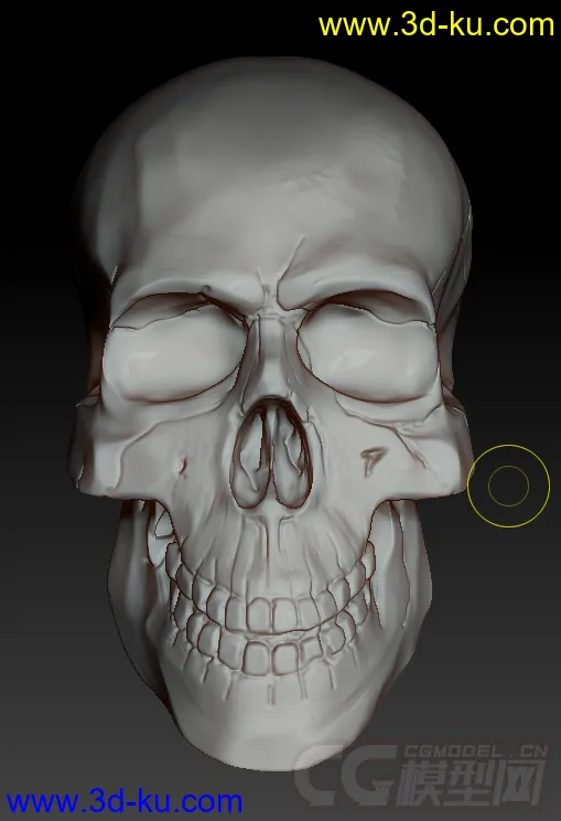 刚速写的骷髅，对头骨不是太熟悉，见谅模型的图片2