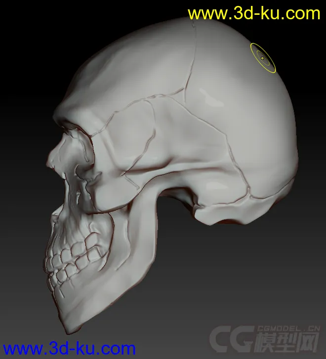 刚速写的骷髅，对头骨不是太熟悉，见谅模型的图片3