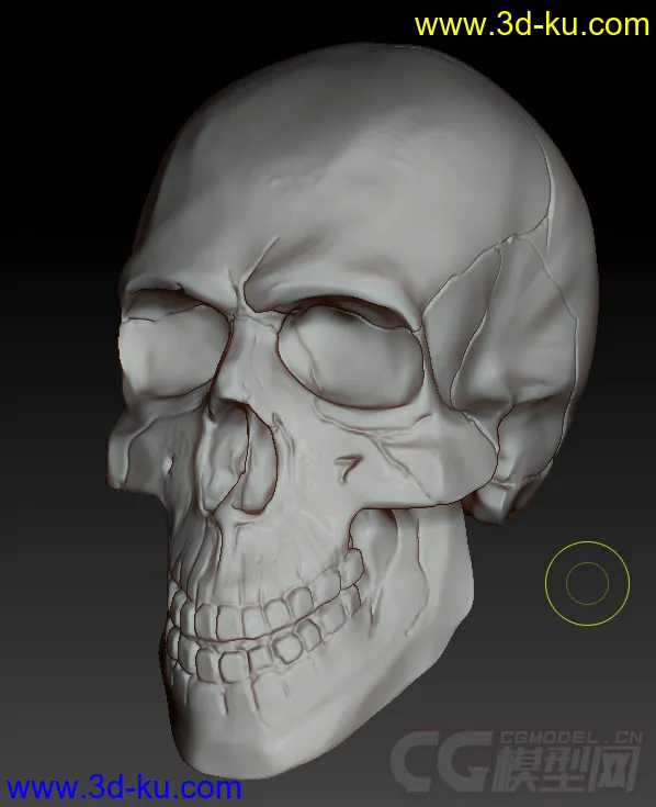 刚速写的骷髅，对头骨不是太熟悉，见谅模型的图片4