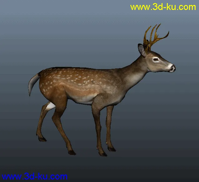 写实小鹿和霸王龙，自己做的绑定与动画模型的图片1