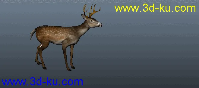 写实小鹿和霸王龙，自己做的绑定与动画模型的图片3