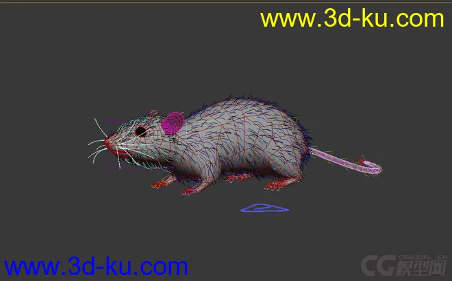 老鼠 rat 带绑定 有毛发模型的图片2