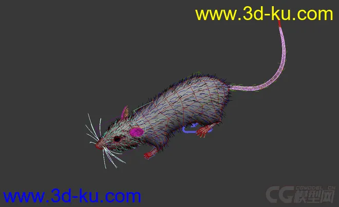 老鼠 rat 带绑定 有毛发模型的图片3