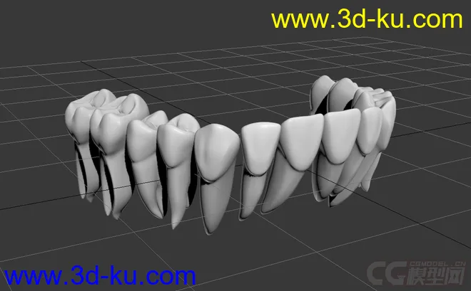 一副带牙根的牙齿模型的图片1