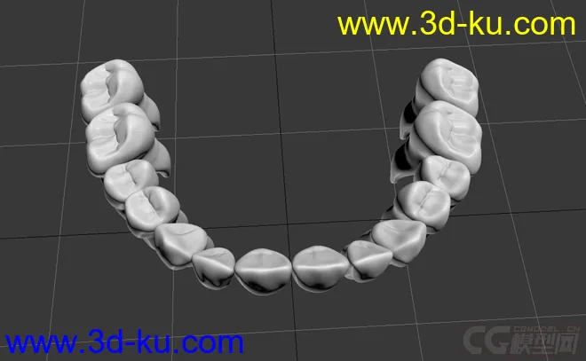 一副带牙根的牙齿模型的图片2