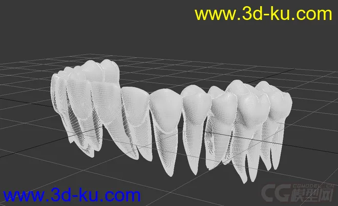 一副带牙根的牙齿模型的图片3