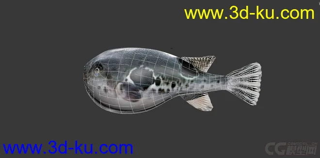 一条河豚鱼模型的图片2