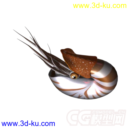 鹦鹉螺鱼丝带鱼模型的图片1