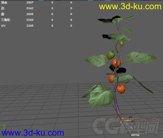 3D植物花草模型——酸浆草（灯笼果）的图片1