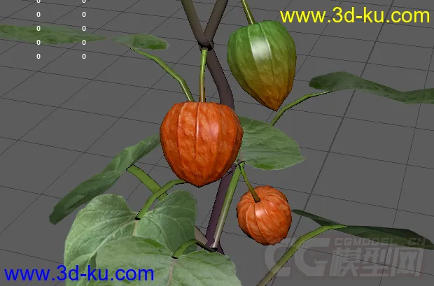 3D植物花草模型——酸浆草（灯笼果）的图片2