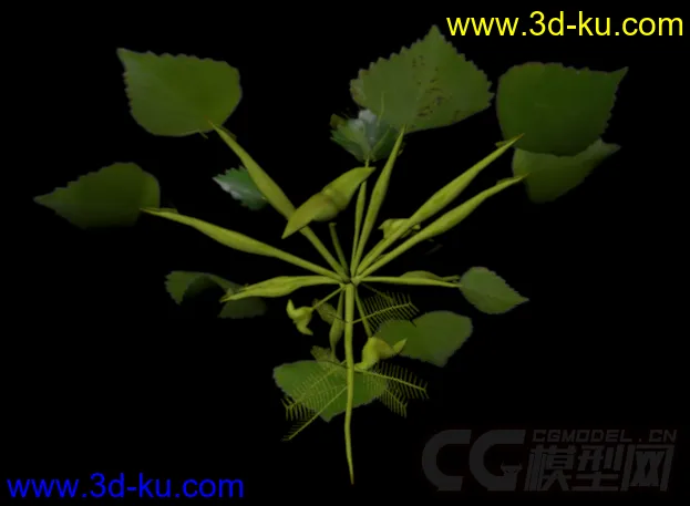 3D植物花草模型——菱角（果实未熟状态）的图片2