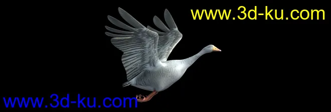 天鹅 鸭子 鸟-有动画模型的图片3