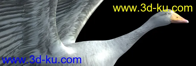 天鹅 鸭子 鸟-有动画模型的图片5