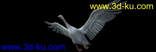 天鹅 鸭子 鸟-有动画模型的图片6