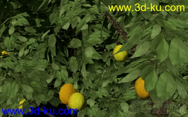 花草植物模型——梨树（附带梨花枝）的图片2